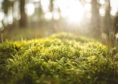 Lush green moss in the sun