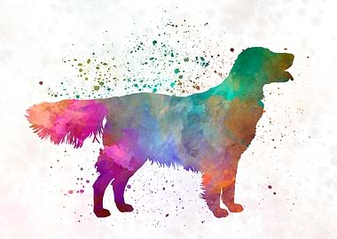 Flat Coated Retriever