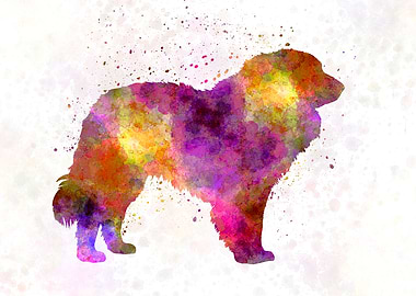 Estrela Mountain Dog