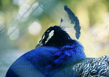 Resting Peacock Portrait