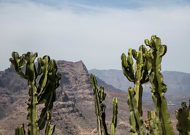 Cacti Mountain Dream 1
