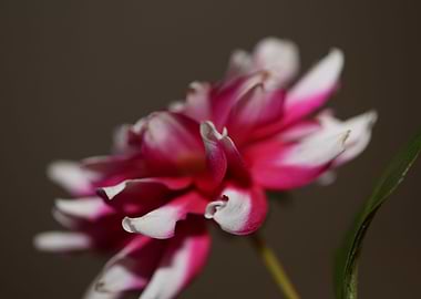 Dahlia flower blossoming