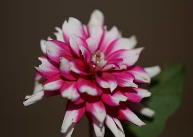 Dahlia flowering close up