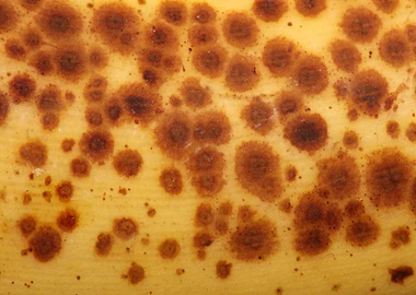 Banana fruit skin close up