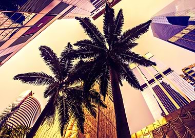 Palm Trees In The City