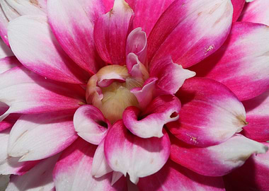 Dahlia flower blossoming