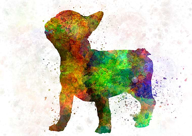 French Bulldog