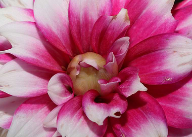 Dahlia flowering close up