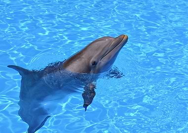 Portrait of a Dolphin