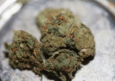 Medical cannabis marihuana