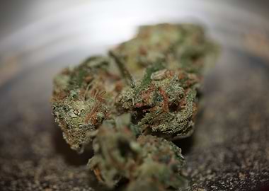 Medical cannabis marihuana