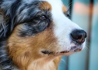 The friend of humans