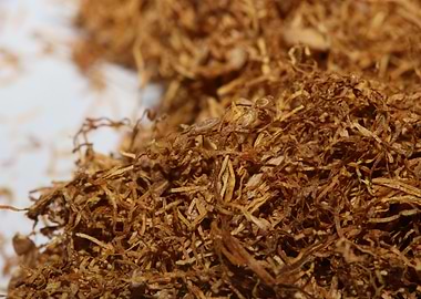 Rolling tobacco background