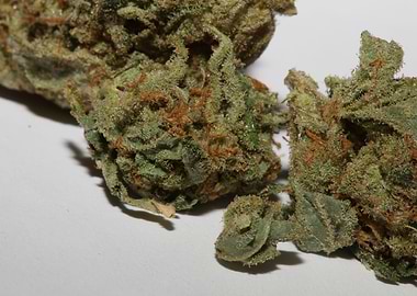 Medical cannabis weed buds