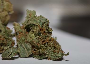 Medical cannabis close up