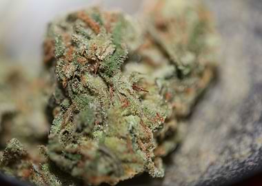 Medical cannabis close up