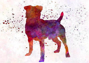 German Hunting Terrier dog