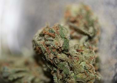 Medical cannabis close up