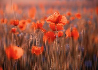 Red field poppies, macro