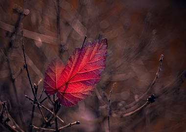 Autumn red leaf, nature