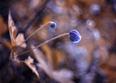 Autumn anemone, macro