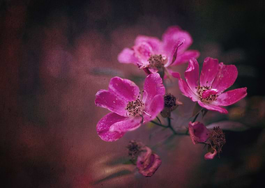 Pink autumn roses, macro