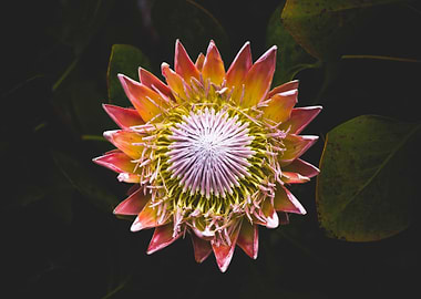 The Protea