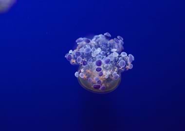Blue Jellyfish
