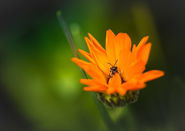 Daisy Insect