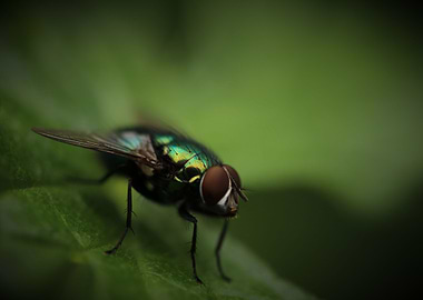 Bottle Green Fly