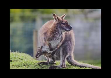 Kangaroo