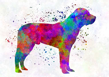 Great Swiss Mountain Dog