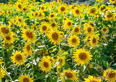 Bright hippy sunflowers