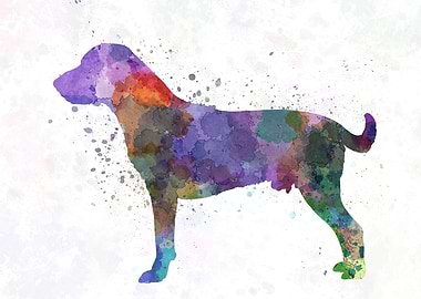 Harrier in watercolor