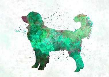 Hovawart in watercolor