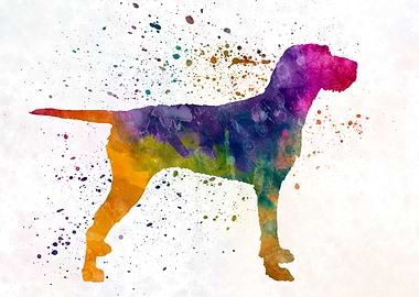Hungarian Wirehaired dog