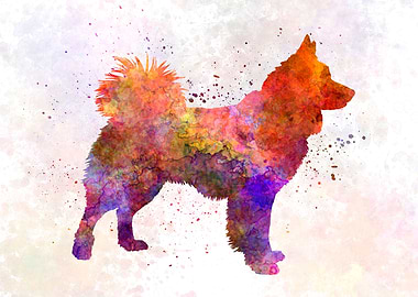 Icelandic Sheepdog dog