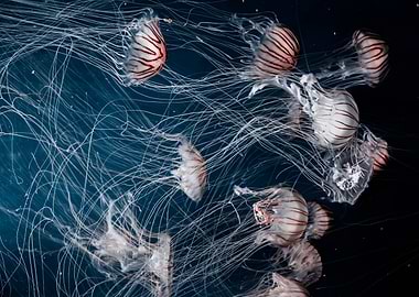 Tangle of Jellyfish