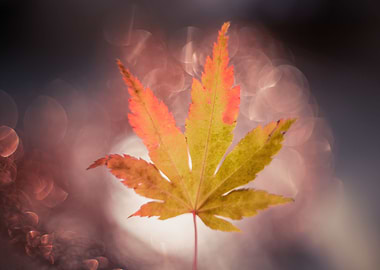Autumn leaf, macro, nature