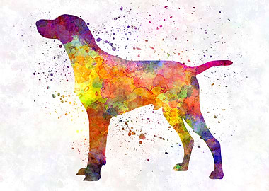 Hungarian Shorthaired dog