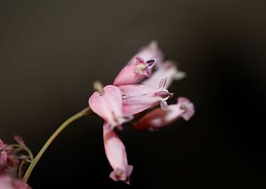 Flower close up Campanula