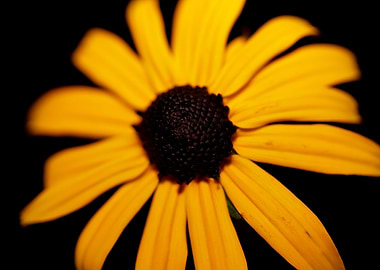Rudbeckia flower close up