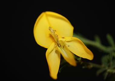 Flower blossoming close up