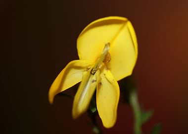 Yellow Spartium flowering