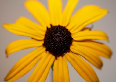 Yellow Rudbeckia flowering