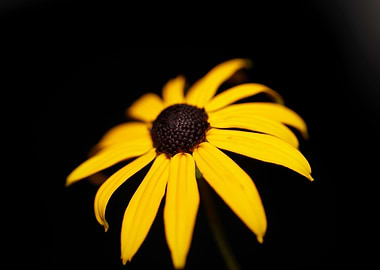Rudbeckia flower close up
