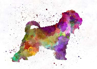 Irish Soft Coated Wheaten