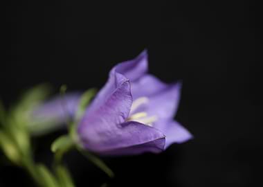 Flower close up Campanula