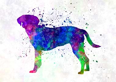 Istrian Scenthound dog