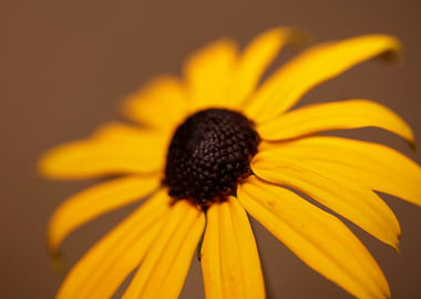 Yellow Rudbeckia flowering
